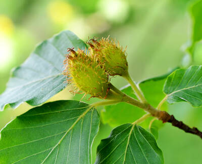 A close-up of two green, spiky seed pods surrounded by vibrant green leaves. The background is softly blurred, highlighting the details of the pods and foliage.