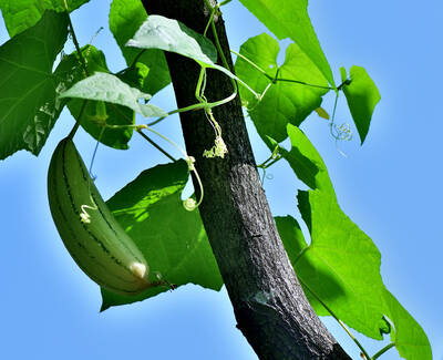 A green gourd hanging from a vine, surrounded by lush green leaves against a bright blue sky.