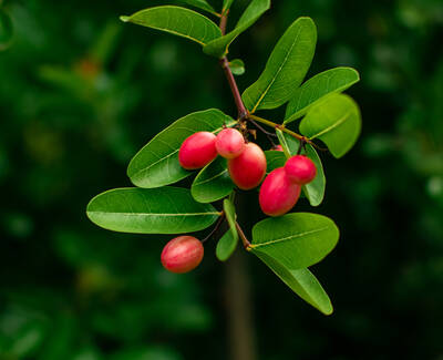 A close-up of a branch with green leaves and clusters of pink, oval-shaped fruit.