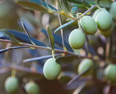 Close-up of green olives growing on an olive tree branch, surrounded by slender leaves.