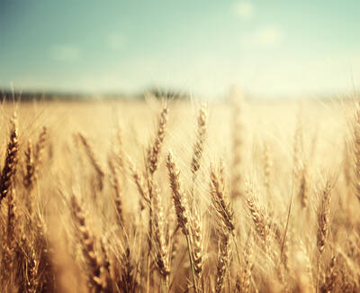 A close-up view of golden wheat stalks swaying gently in a field under a clear blue sky.