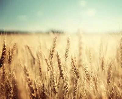A close-up view of golden wheat stalks swaying gently in a field under a clear blue sky.