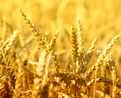 A close-up of golden wheat stalks swaying gently in the sunlight, creating a warm and inviting scene.