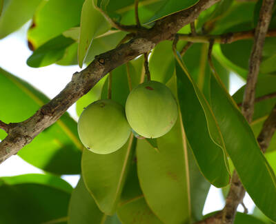 Two green fruits hanging from a branch surrounded by vibrant green leaves.