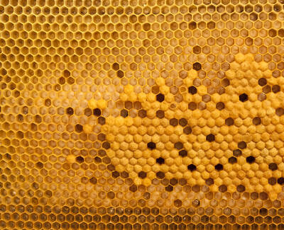 Close-up of a honeycomb structure showing hexagonal cells filled with golden honey and some empty spaces.
