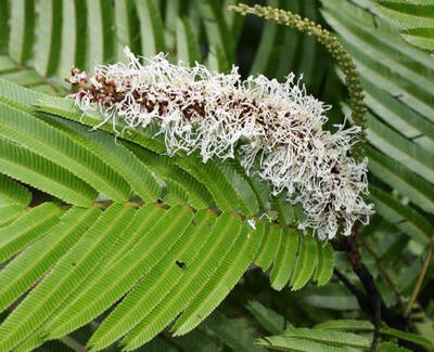 A close-up of a green fern leaf with a cluster of white, lacy, and intricate growth resembling lichen or fungus attached to it.