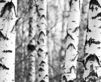 Black and white image depicting a group of birch trees with striking white bark and dark markings.