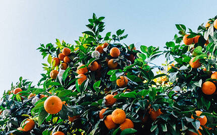 A lush orange tree filled with ripe oranges, set against a clear blue sky.