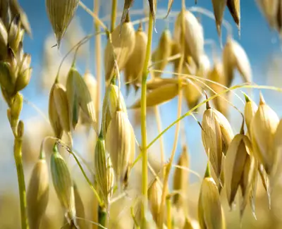 Close-up of golden oat grains hanging from slender green stems against a blue sky.