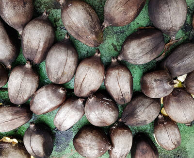 A close-up view of several dark brown, oval-shaped fruits or seeds arranged neatly on a green surface.