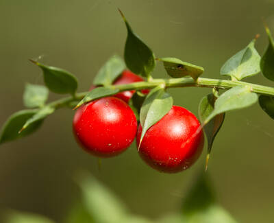 Close-up of a branch with two vibrant red berries surrounded by lush green leaves.