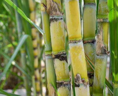 Close-up of green and yellow sugarcane stalks, showcasing their thick, segmented structure and surrounding green foliage.