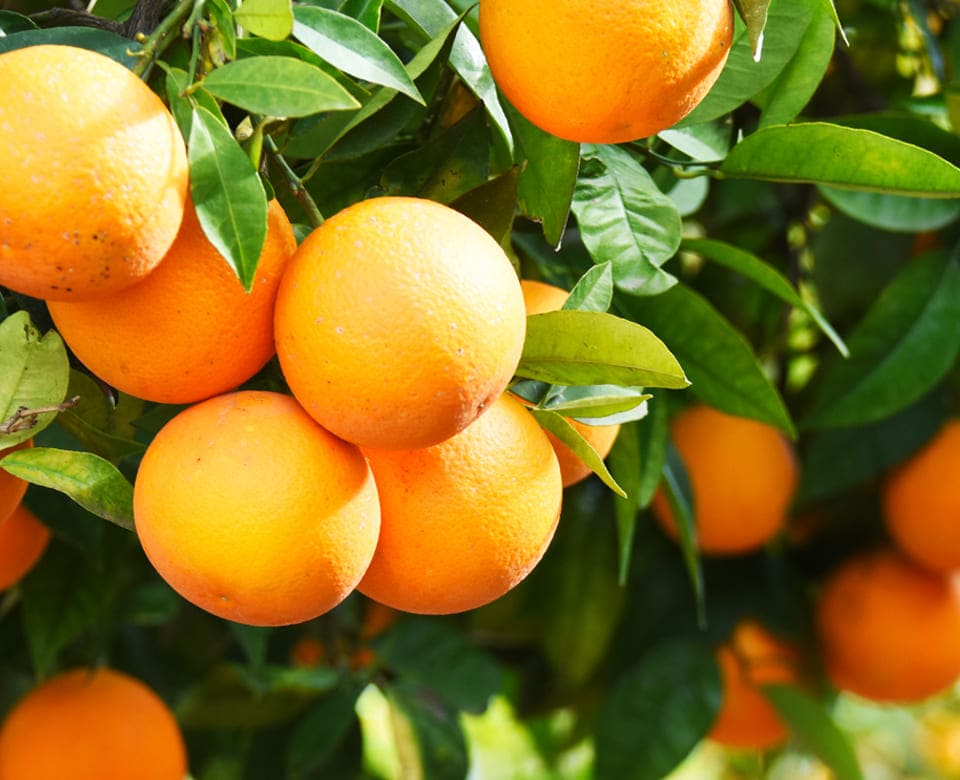 vitamin c
